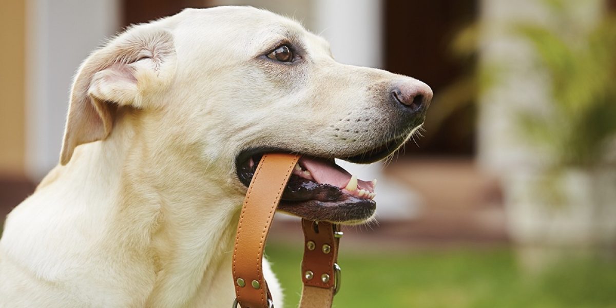 Yellow labrador retriever is waiting with dog collar in mouth.